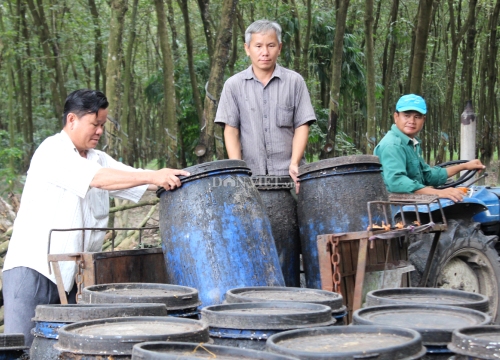 Ông "Tý mía" thu tiền tỷ nhờ trồng bạt ngàn cao su, mì, tre Mạnh Tông