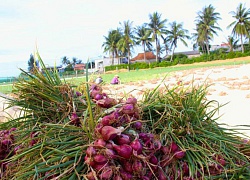 Tỏi Lý Sơn lao đao nhưng hành lại thắng to, nông dân cười mãn nguyện