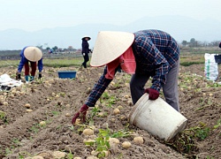 Trồng khoai tây theo đơn &#8220;đặt hàng&#8221;, chẳng phải lo đầu ra