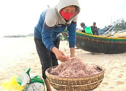 Trúng đậm "lộc biển", ngư dân kiếm tiền triệu mỗi ngày