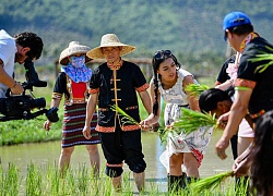 Các người đẹp Miss World học cấy lúa