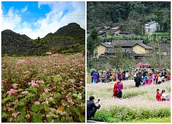 Hà Giang: Tam giác mạch bung nở rực rỡ sẵn sàng cho mùa Lễ hội hoa lớn nhất trong năm