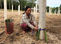 Kỳ vọng thanh long ruột đỏ ở "chảo lửa", vẫn canh cánh lo tiêu thụ