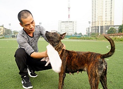 Muốn chó Pitbull không "phản chủ", người nuôi cần biết những kiến thức này