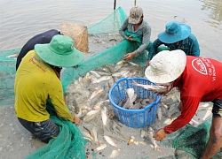 Nuôi cá trong ruộng mùa lũ ở ĐBSCL, vừa đỡ tốn công tốn của lại có tiền