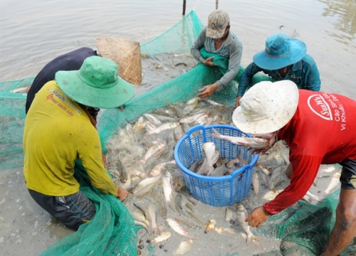 Nuôi cá trong ruộng mùa lũ ở ĐBSCL, vừa đỡ tốn công tốn của lại có tiền