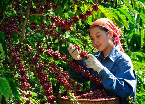 Sắp có "Ngày cà phê Việt Nam" lần thứ II quy mô, hoành tráng