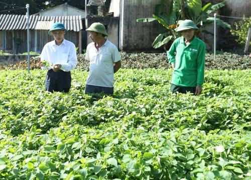 Trồng cây ăn lá, bán loài có hương, nông dân phất lên trông thấy