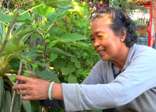 Ươm giống sung "lạ", làm cho ra trái, có cây nào bán hết cây đó