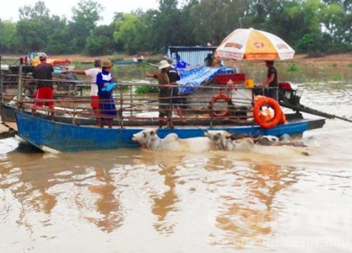 An Giang: Chợ bò Tà Ngáo độc đáo ở vùng biên mùa nước nổi