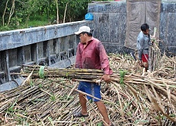 Bán 1 tấn mía chỉ được 8 triệu, người dân mệt mỏi tính kế tháo chạy