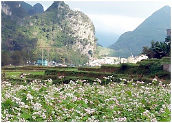 Lễ hội hoa tam giác mạch Hà Giang: Cao nguyên đá rực rỡ những mùa hoa