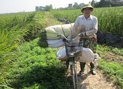 Một năm cấy "cỏ dại", thu củ trong 1 tháng, dân buôn lấy ngay tại bờ