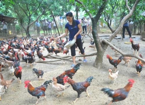 Nuôi gà an toàn sinh học - nhẹ công, lãi cao