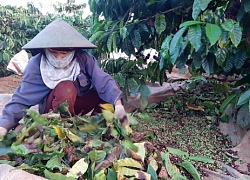 Tây Nguyên vụ cà phê buồn: Năng suất giảm mạnh, giá bán chạm đáy