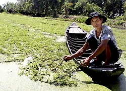 Thu 300 triệu đồng sau 6 tháng hái loài rau lớn nhanh "như thổi"