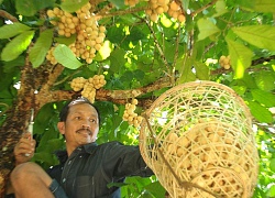 Trái chua chua, ngọt ngọt mỗi mùa "đẻ" cả chục triệu ở Quảng Nam