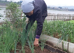 Trồng rau siêu sạch bên bờ sông Đà, đắt mấy cũng không có bán