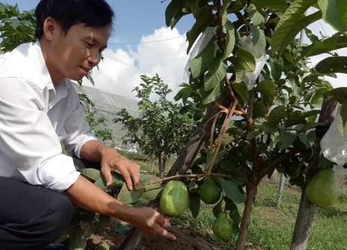 "Biến" đồng rau màu thành vườn ổi, quả sai lúc lỉu lại dễ bán