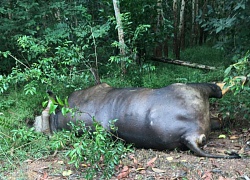 Bò tót 700kg chết trong rừng sau khi bị ô tô tông