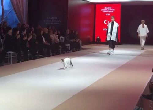 Chuyện thật như đùa: Bé mèo lẻn vào sàn thời trang tự tin sải catwalk như siêu mẫu chuyên nghiệp