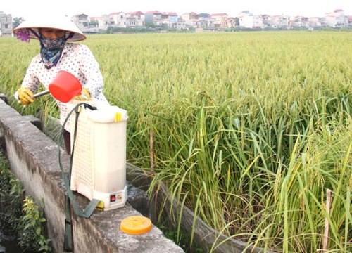 Hàng rào kỹ thuật ngăn dừa sang Trung Quốc, chuối sang Philippines