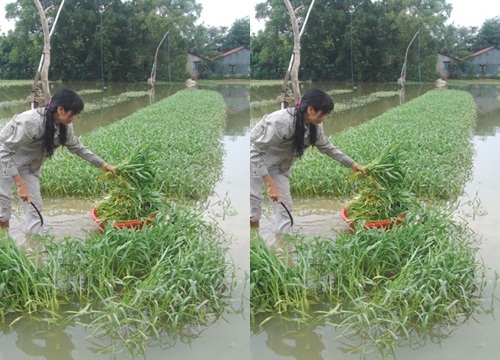 Hậu bão số 9 ruộng rau nước ngập tới cổ, TP.HCM lo "sốc" giá rau