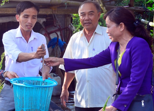 Kiêng Giang: Dân đổi đời nhờ nuôi lươn đồng trong bồn cao su