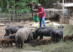 Làm giàu ở nông thôn: Có 300 triệu/năm nhờ nuôi cá háu ăn, lợn rừng