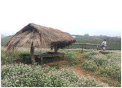 Mê mẩn ngắm đồi hoa tam giác mạch trên cao nguyên Mộc Châu lộng gió