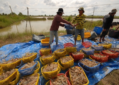 Thị trường tôm sú, tôm thẻ bắt đầu "nóng", nhà nông "hóng" mùa tết