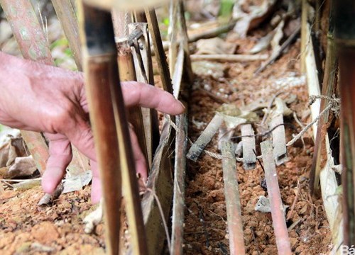 Thợ săn dùng chiếc bẫy "thần thánh" này có thể tóm gọn cả đàn chuột