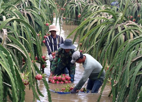 Xót xa: Thanh long chìm trong biển nước, dân cắt vội vớt vát