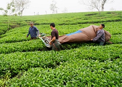 An toàn thực phẩm cuối năm 2018: Siết chặt để "vượt rào"