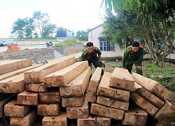 Triệt phá nhóm lâm tặc khai thác gỗ trái phép