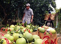 Khó làm, khó ăn, "hết thời" làm bưởi da xanh vụ tết?