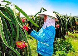 Lo Trung Quốc không "ăn" hàng, nông dân làm thanh long VietGAP