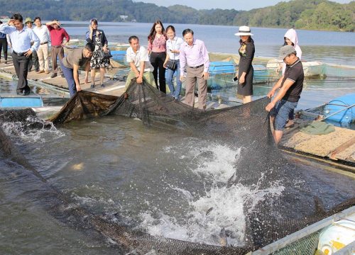 Nuôi cá lồng bè an toàn ở vùng lòng chảo, làm chơi ăn thật