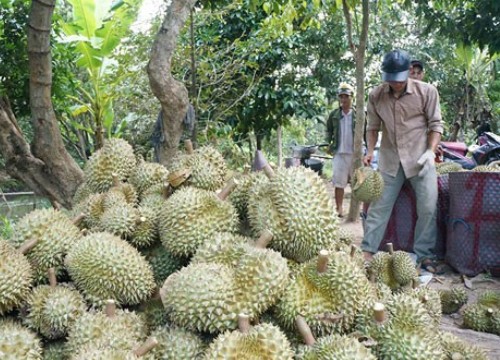 Trung Quốc ngừng mua sầu riêng, nhà vườn phải mang ra đường bán rẻ