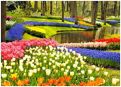 Chiêm ngưỡng vườn hoa xuân Keukenhof Hà Lan tại Ecopark