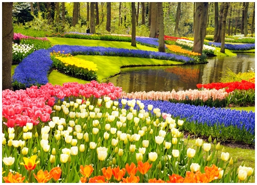 Chiêm ngưỡng vườn hoa xuân Keukenhof Hà Lan tại Ecopark