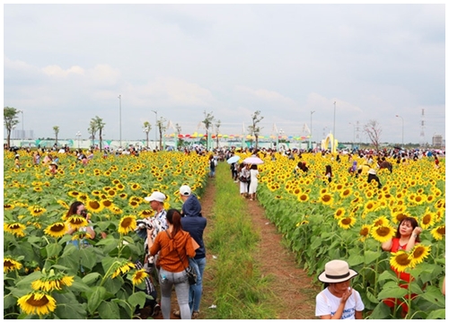 Ngàn người Sài Gòn rạng rỡ 'ùa đến' vườn hoa hướng dương chào năm mới 2019