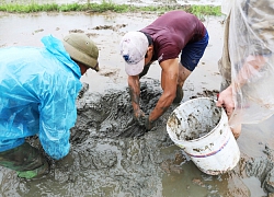 Nông dân lội bùn bắt lươn đồng trong giá lạnh