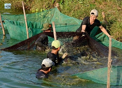 Đã mắt xem dân bắt toàn cá ngon, tươi rói trên cánh đồng Thanh Lam