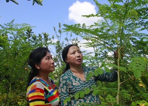 Làm giàu khác người: Chồng nhũn não, vợ "bén duyên" với chùm ngây