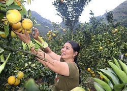 Làm giàu ở nông thôn: "Gái" đảm "bắt" đất cằn "đẻ ra vàng"