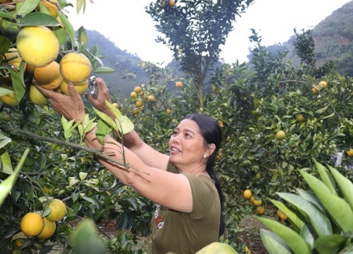 Làm giàu ở nông thôn: "Gái" đảm "bắt" đất cằn "đẻ ra vàng"