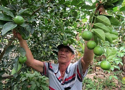 Làm giàu ở nông thôn: Trồng chanh trứng ngỗng, thu tiền tỷ