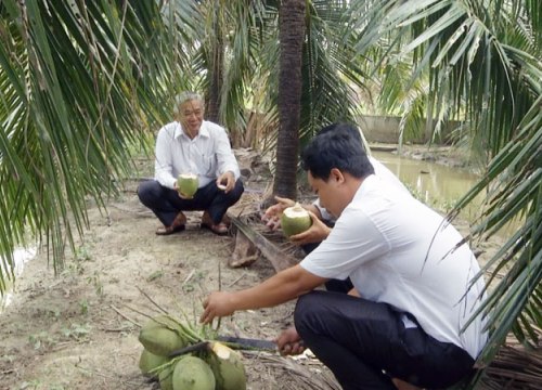 Làm giàu ở nông thôn: Tỷ phú dừa xiêm xanh trên đất nhiễm phèn