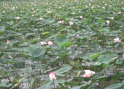 Năm nào cũng trúng quả nhờ mô hình trên sen dưới cá luân canh trồng lúa